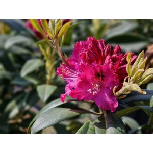 Rododendron hybridný (Rhododendron hybridum) ´MARIE FORTE´ - výška 30-40 cm, kont. C4L
